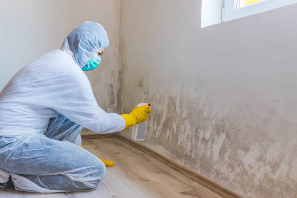 Licensed Basement Mold Remediation service in North Bend, PA - WQB Mold Removal