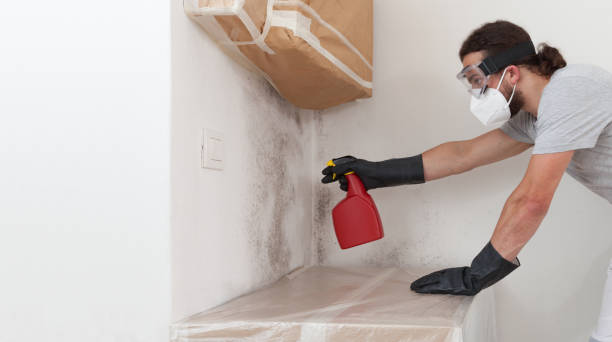 Professional Basement Mold Remediation technician working in North Bend, PA