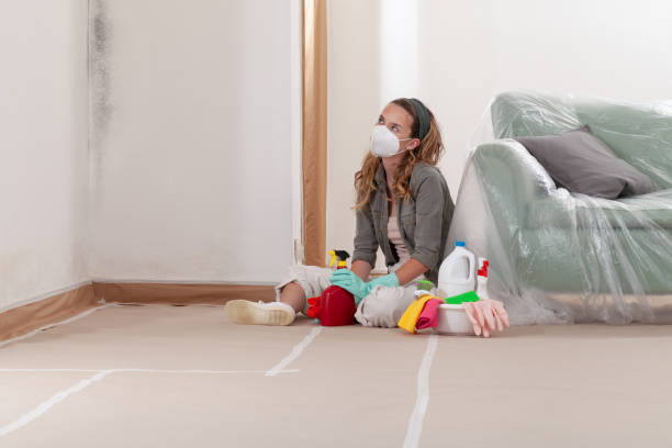 Reliable Basement Mold Remediation contractor in North Bend, PA by WQB Mold Removal