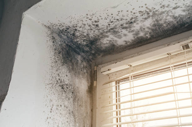 Affordable Basement Mold Remediation solutions in North Bend, PA