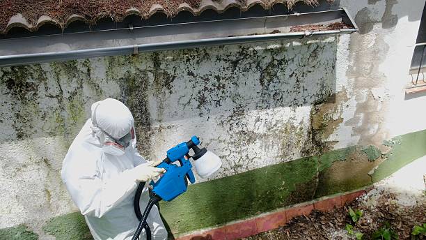 Top rated local Basement Mold Remediation specialists in North Bend, PA